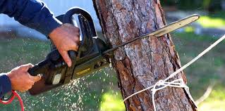  Union, OH Tree Removal Pros